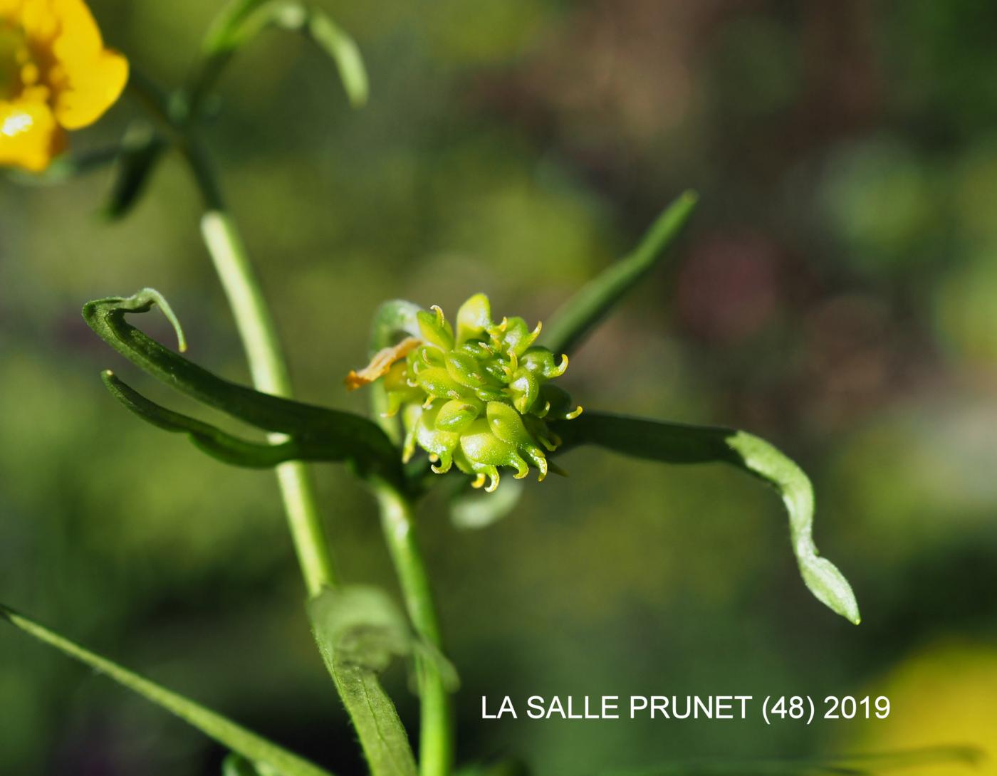 Buttercup, Goldilocks fruit